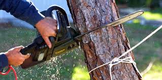 Why Choose Our Tree Removal Services in Alondra Park, CA?