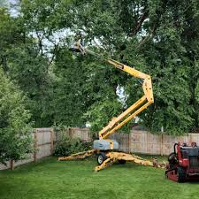 Leaf Removal in Alondra Park, CA