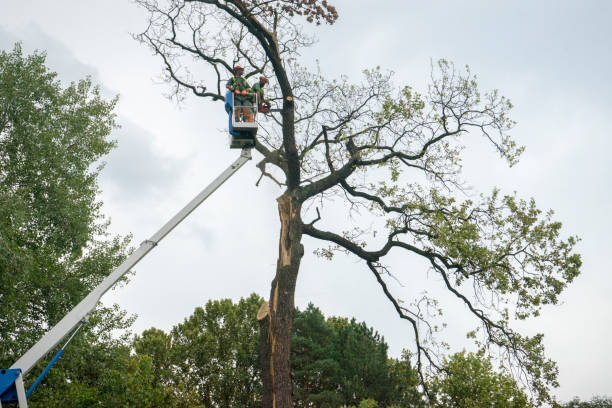 Professional  Tree Services in Alondra Park, CA