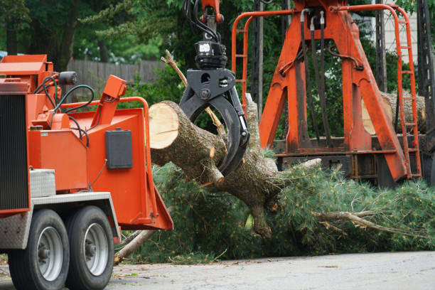 Best Root Management and Removal  in Alondra Park, CA